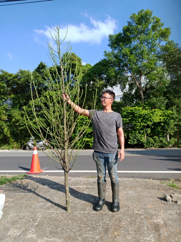 jeff的第二张照片--南安婚介网